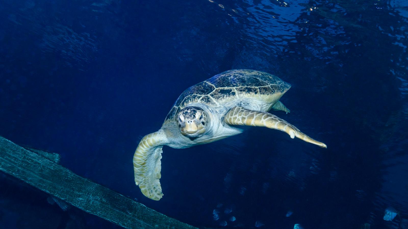 a turtle swimming in the water