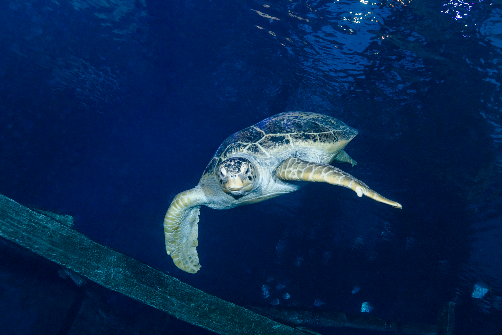 a turtle swimming in the water